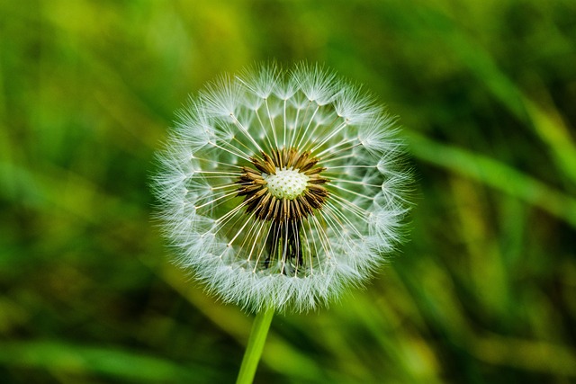 Free Dandelion Foreground photo and picture