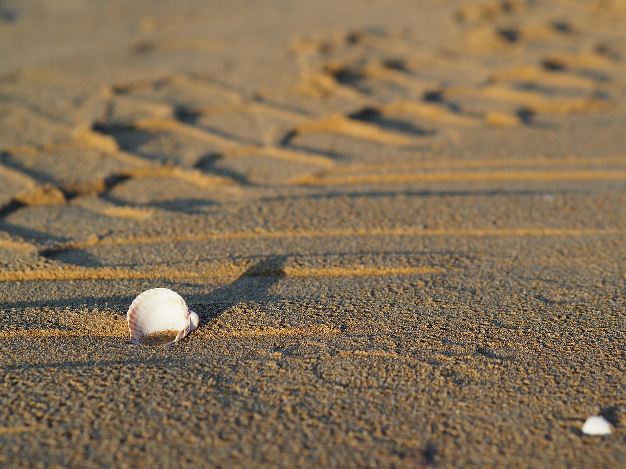Beach Sea Shellfish - Free photo on Pixabay - Pixabay