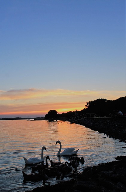 Solnedgang, Østersøen, Svaner