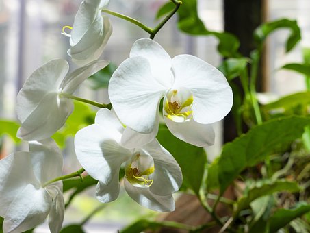 Free Orchids Orchis photo and picture