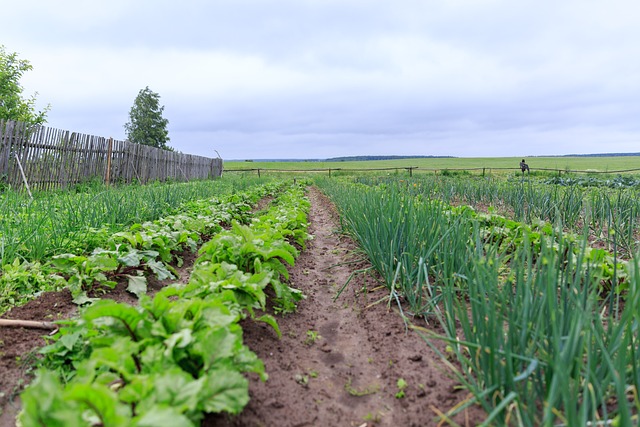 Free Garden Vegetable photo and picture