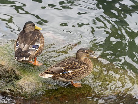 Free Ducks Mallard photo and picture