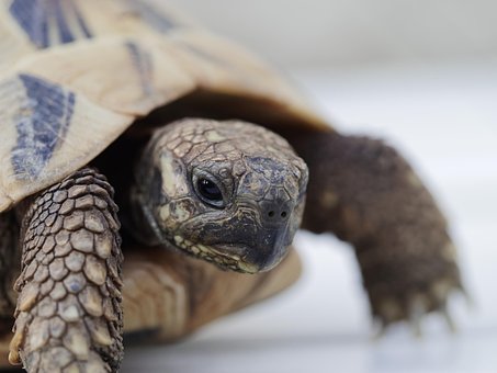 Free Greek Tortoise Animals photo and picture