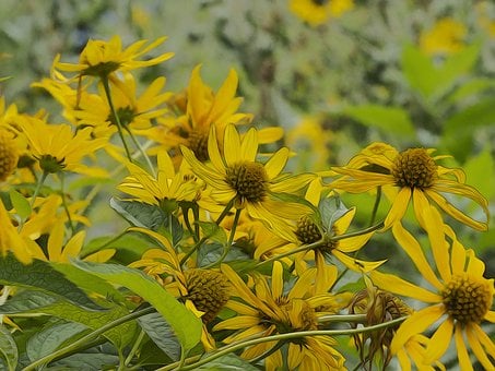 Free Helianthe Sunflowers illustration and picture