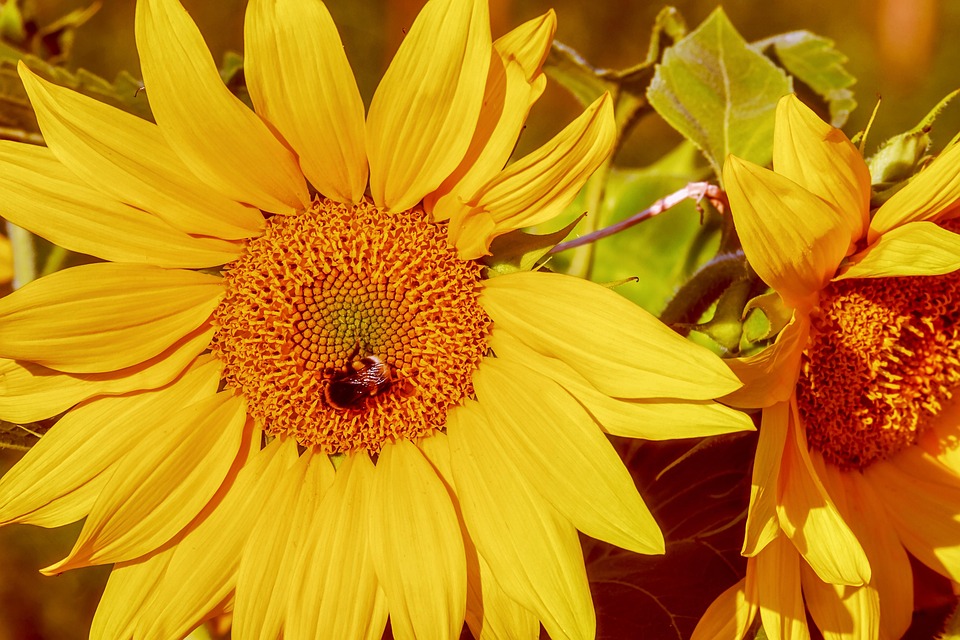 Sonnenblume Blume Blüte · Kostenloses Foto auf Pixabay