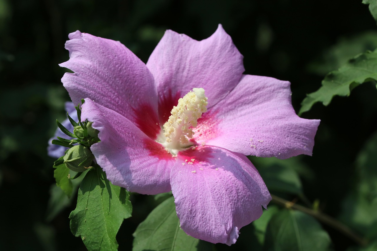 Rose Of Sharon Flower Korea Free photo on Pixabay Pixabay