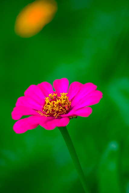 Free Flower Rose Flower photo and picture