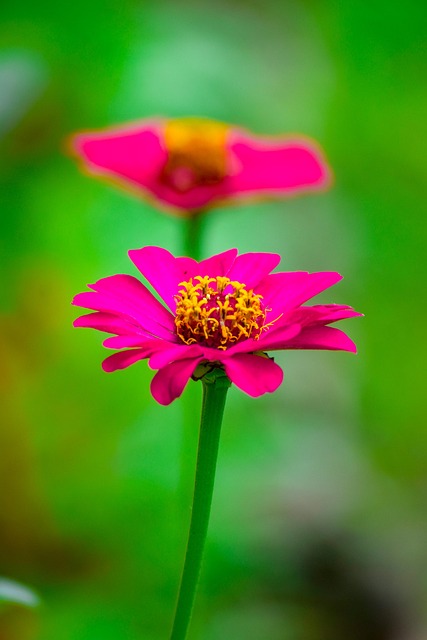 Free Flower Pink Flower photo and picture