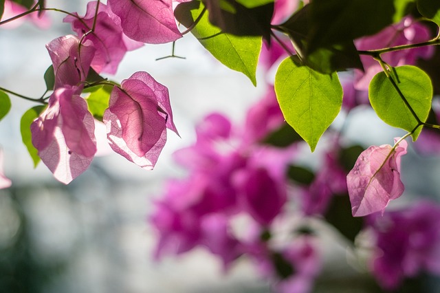 Free Flower Flower Wallpaper photo and picture