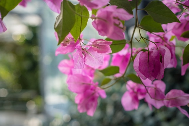 Free Flower Flower Wallpaper photo and picture
