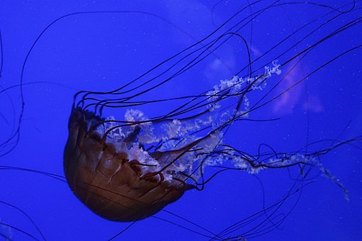 Medusa, Pacífico Ortiga De Mar, Océano