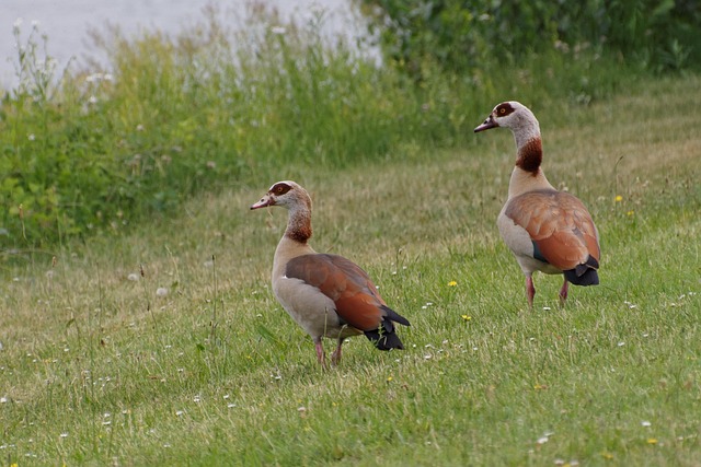 Free Animals Bird photo and picture