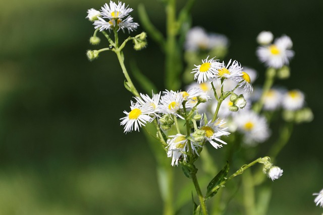 Free Blossoms Nature photo and picture