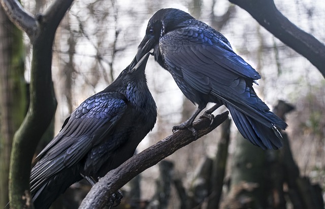 Free Ravens Love photo and picture