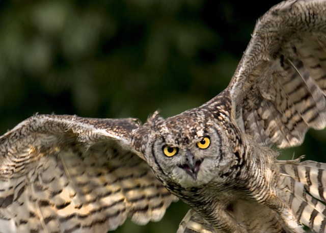 Free Owl Bird photo and picture