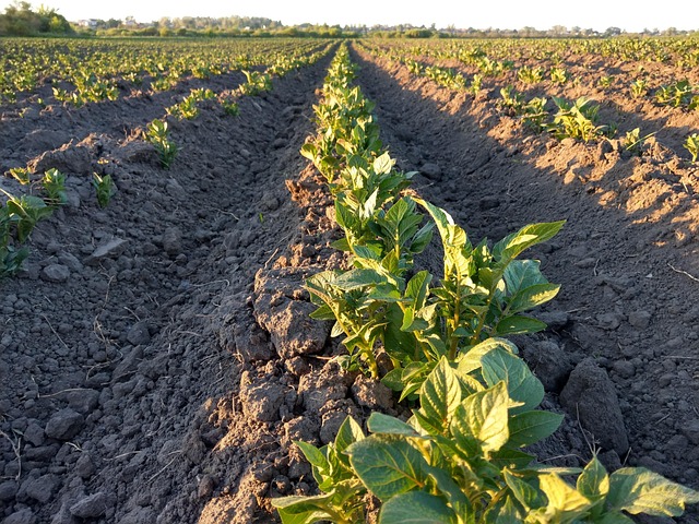 Veld, Aardappel, Land