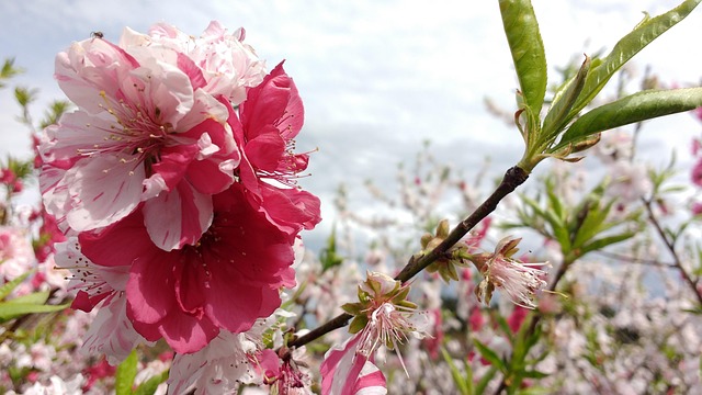 Free Cherry Flower Wallpaper photo and picture