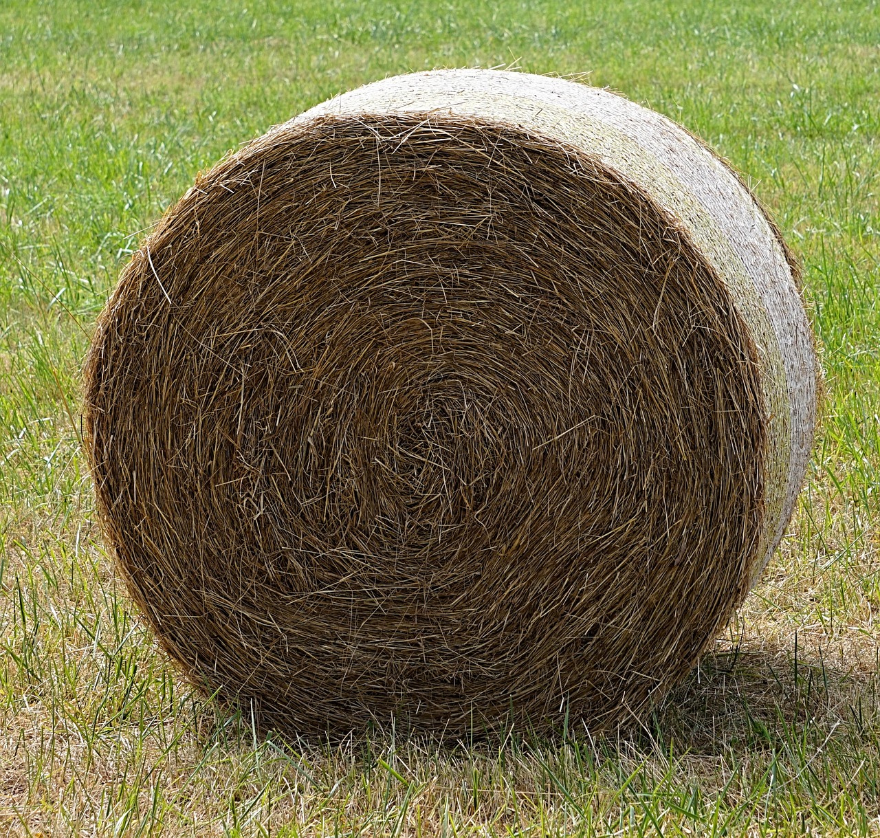 Hay Straw Bales Free photo on Pixabay Pixabay