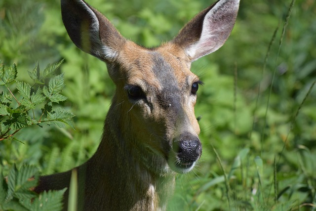 Free Dear Nature photo and picture