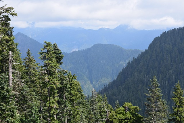 Free Nature Trees photo and picture