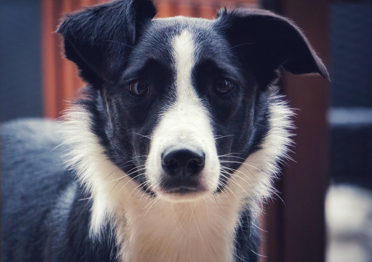 Hond Dier Gratis Foto Op Pixabay Pixabay
