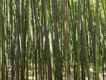 Free Bamboo Forest photo and picture