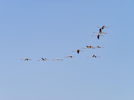 Free Flight Of The Flamingos Flamingo photo and picture