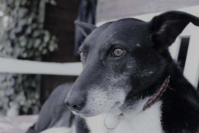 Free Dog Garden photo and picture