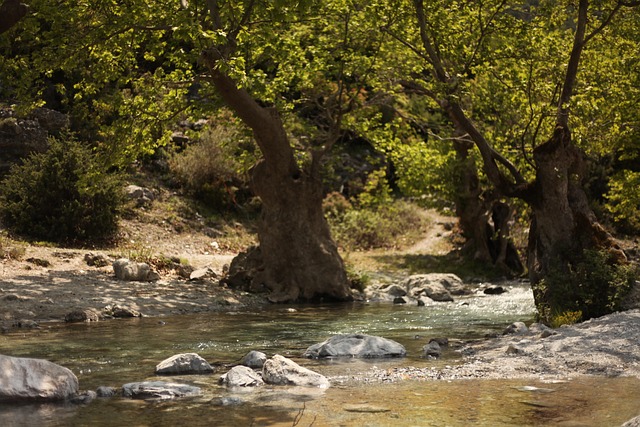 Free Flow Willow Tree photo and picture