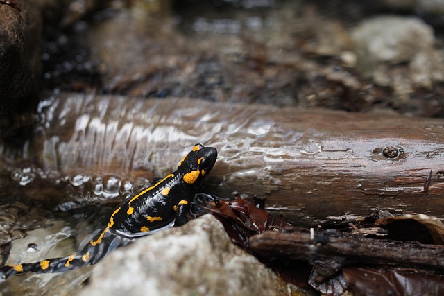 Free Salamander Hike photo and picture