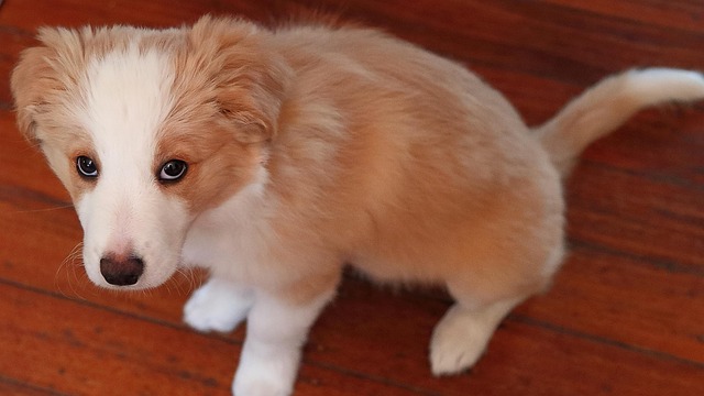 Free Pup Cute photo and picture