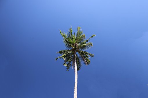 Free Tree Sky photo and picture