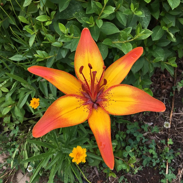 Lily Tiger Flower Free photo on Pixabay Pixabay