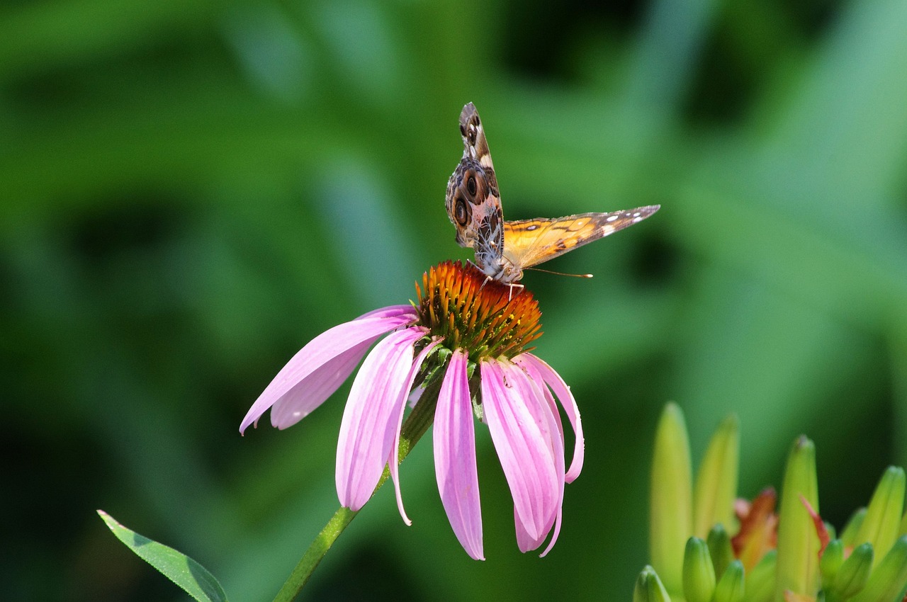Butterfly On Purple Coneflower Free photo on Pixabay Pixabay