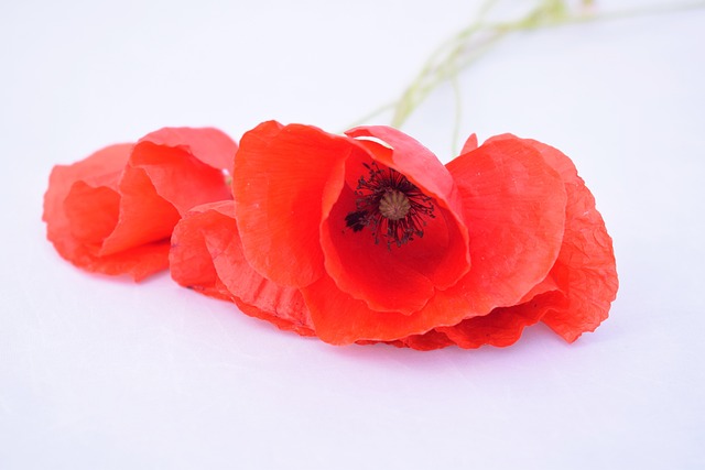 Mohn, Макче, Макчета, Rote, Weiß