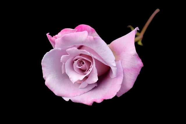 Rose, Lila, Natur, Schöne Blumen