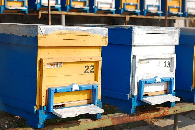 Nesselsucht, Bienen, Imkerei