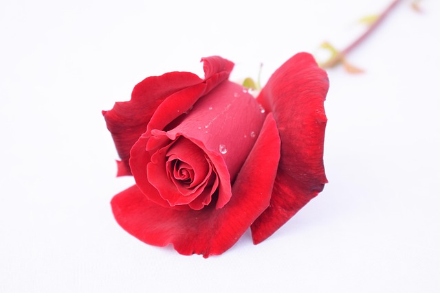 Rose, Rot, Rose, Blumen Hintergrund