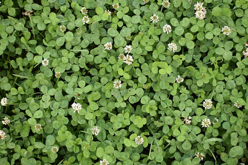 Unduh 95 Koleksi Background Hijau Shamrock Gratis