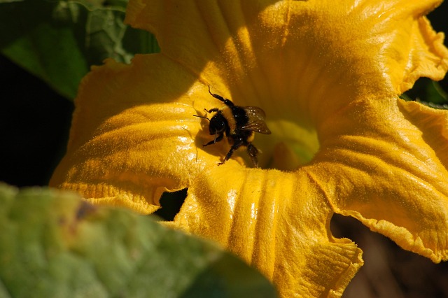 Free Pollination Insect photo and picture