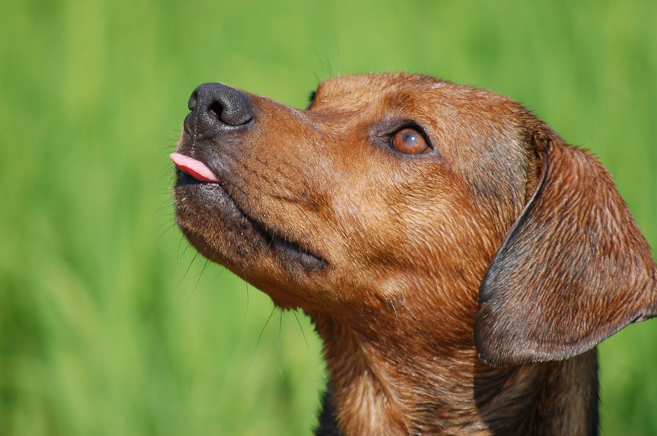 Dog - free online jigsaw puzzle photo