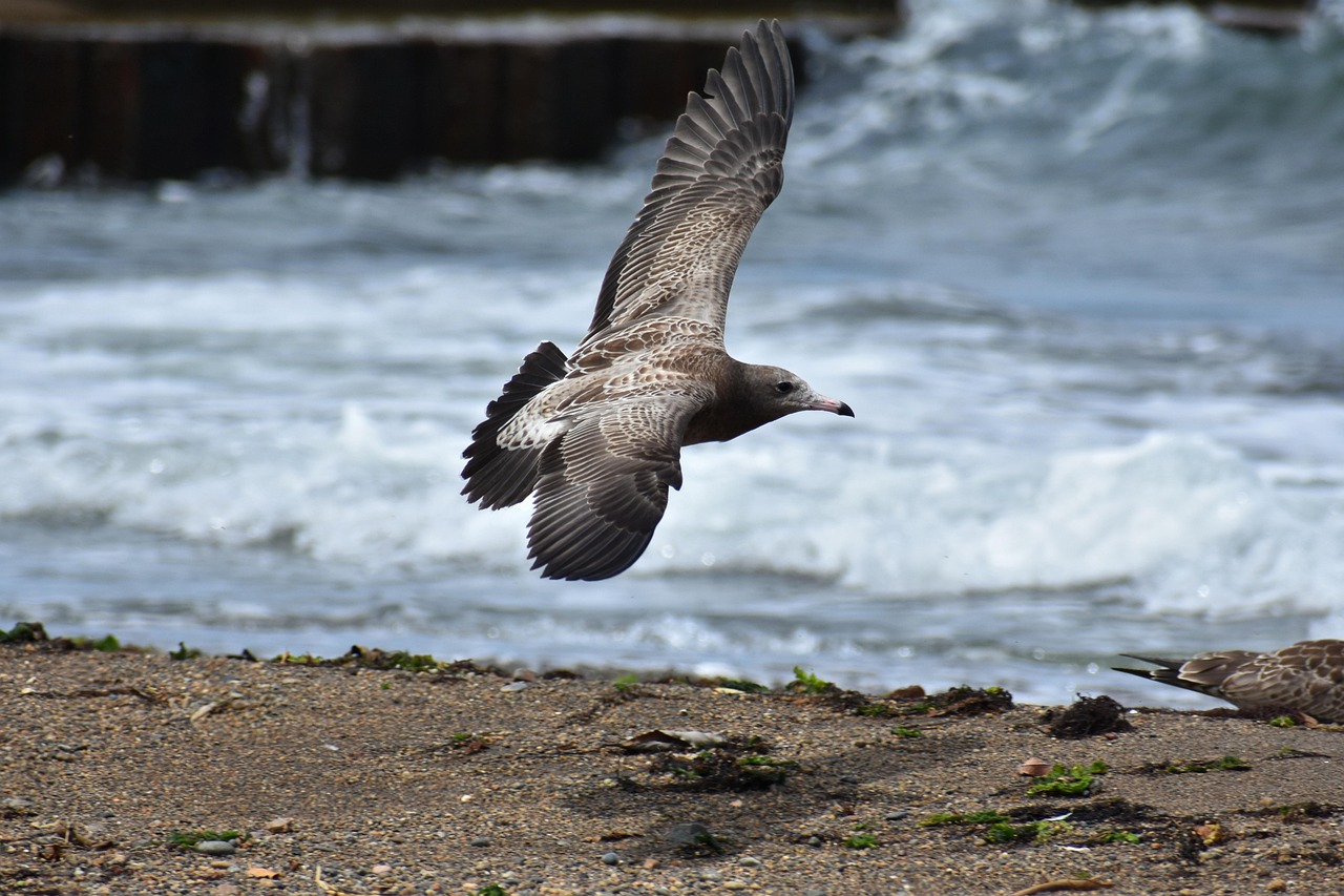 Animal Sea Wave - Free photo on Pixabay - Pixabay