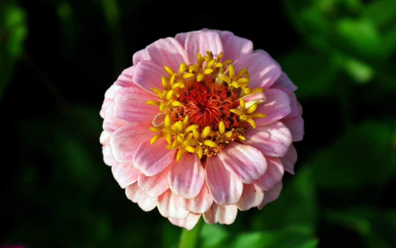 flower-3572837_1280.jpg