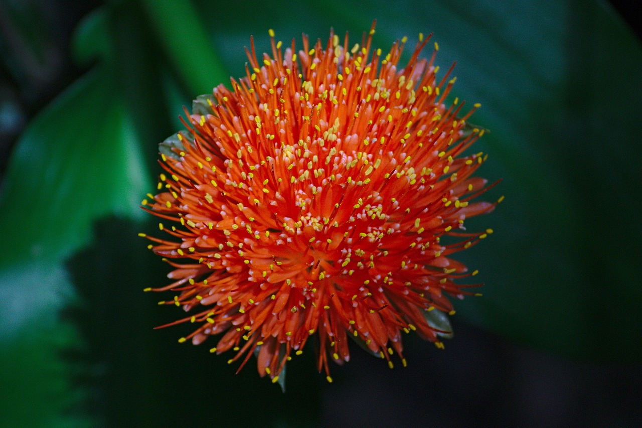 꽃 빨간색 초록 - Pixabay의 무료 사진 - Pixabay