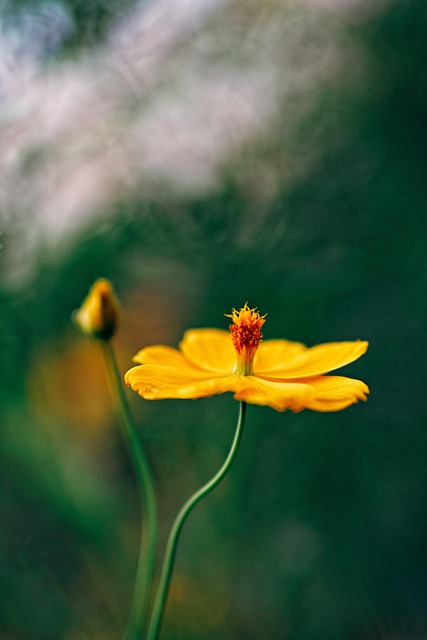 Flor, Fundo Flor, Natureza, Florescer