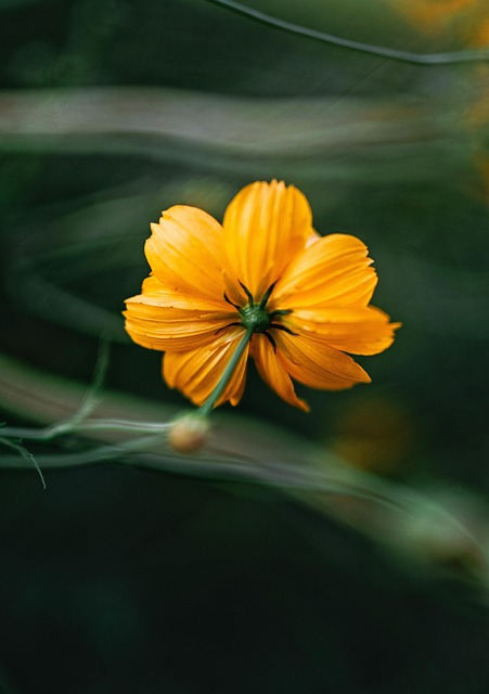 Flor, Natureza, Florescer, Planta, Verão