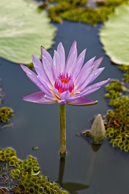 Lótus, Roxa, Natureza, Planta, Bloom