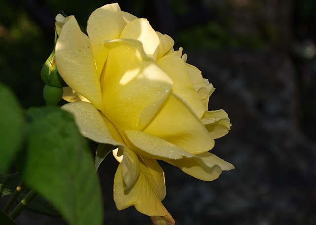 Free Flower Rose photo and picture