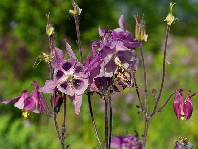 Free Flora Flower photo and picture