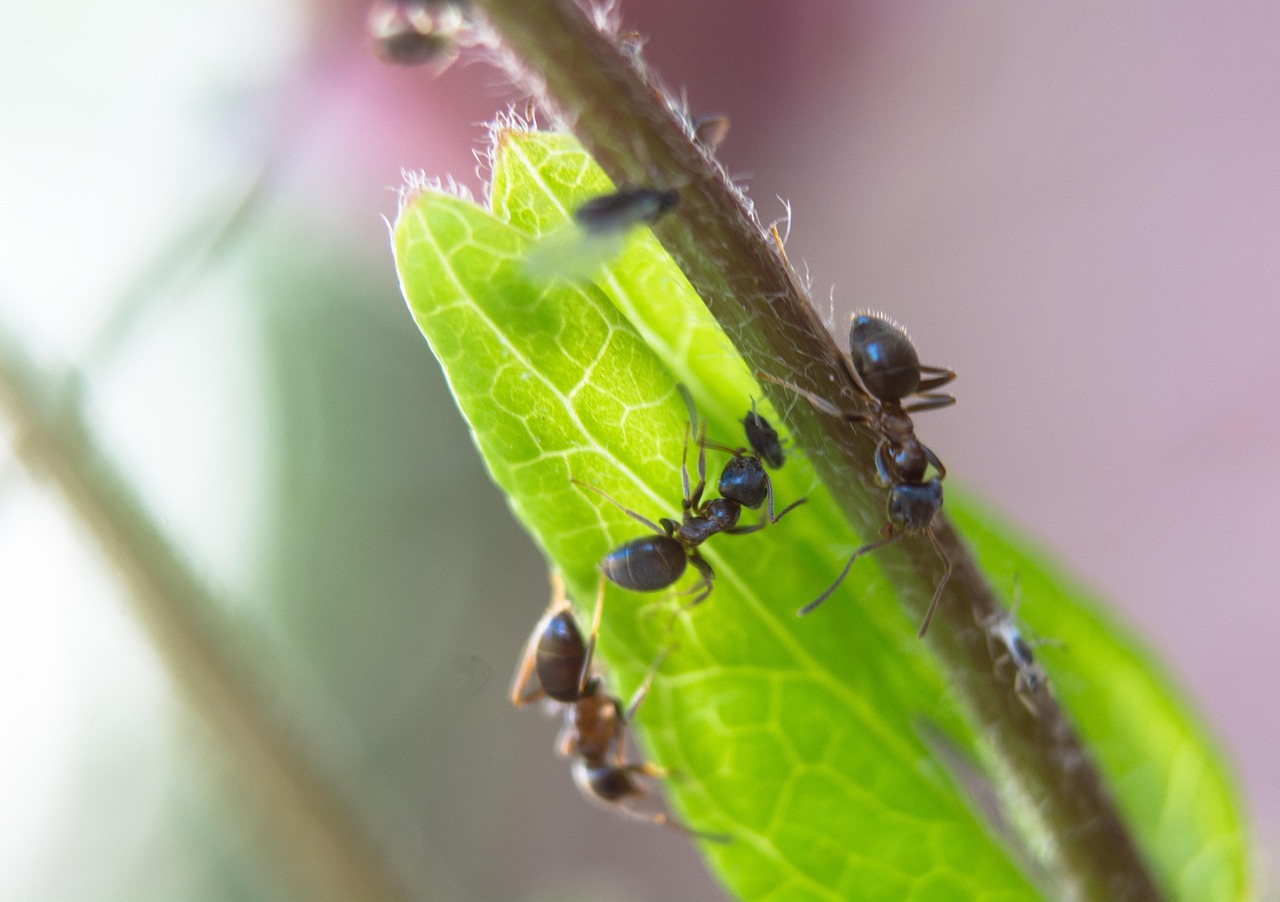 Ant Afide Afidi - Foto gratis su Pixabay - Pixabay